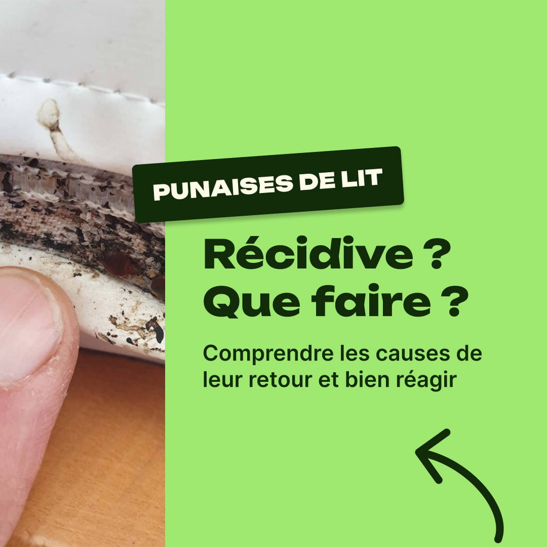 punaise de lit apres traitement
