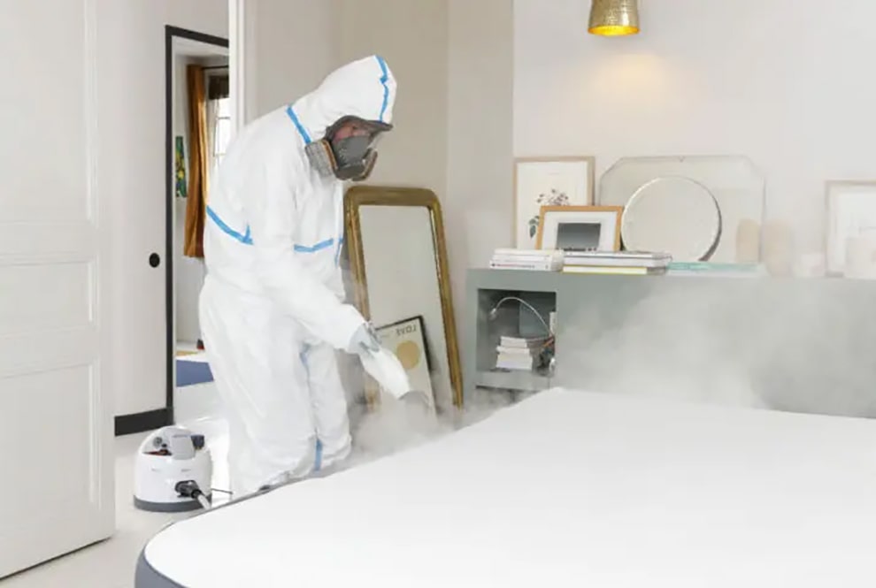 punaise de lit traitement vapeur